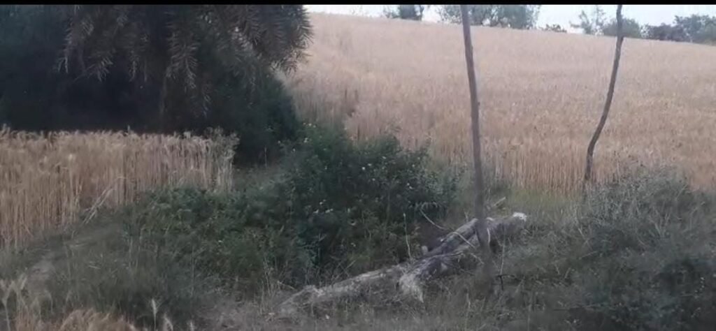 59