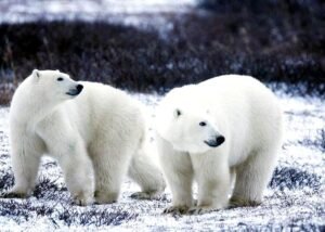 Pendra Breaking News : क्या आपने पेड़ पर चढ़ा सफेद भालू देखा हैं...अगर नहीं तो चलिए हम आपको दिखाते हैं