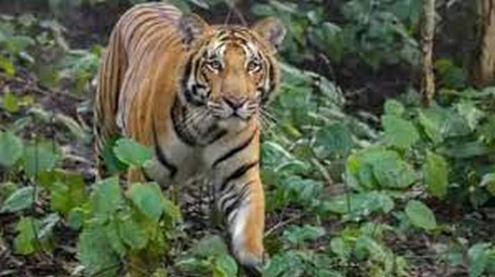 Panna Tiger Reserve : जंगल छोड़ गांव में विराजे वनराज ग्रामीणों में दहशत….