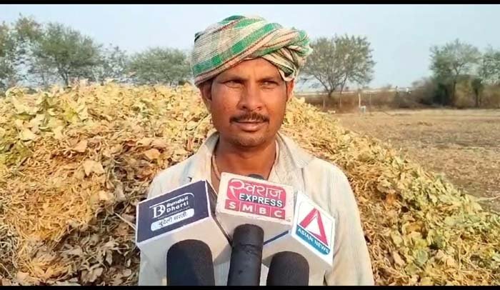 MP Sagar News : अब गर्मियों में पीले सोने से चमक रही है किसानों की किस्मत...