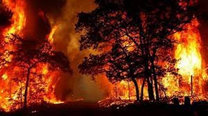 Uttarakhand Latest : उत्तराखंड के जंगल में आग लगने से वन्य जीव भयभीत...देखें वीडियो