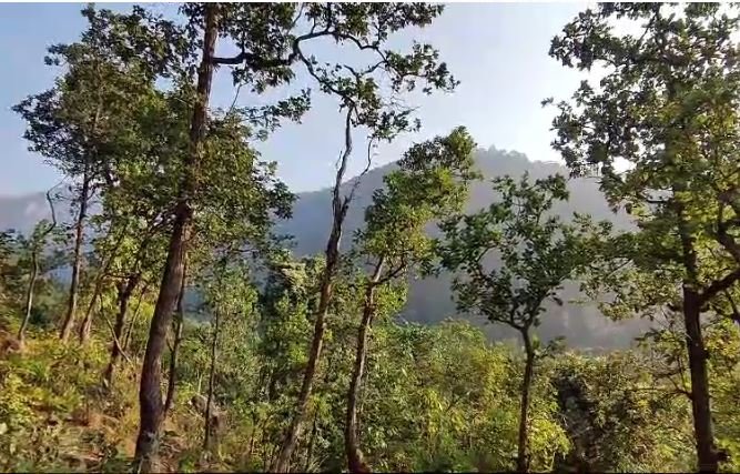 Korba News : वृक्ष का महत्व गर्मी ने सिखा दिया, वृक्षा रोपण पर्यावरण संतुलन और आने वाली पीढ़ी के लिए बहुत ज़रूरी...