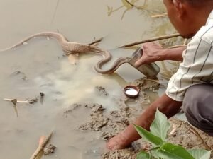 CG Korea News : तालाब में घूमता हुआ साप बना आकर्षण का केंद्र...देखें वीडियो 2 39