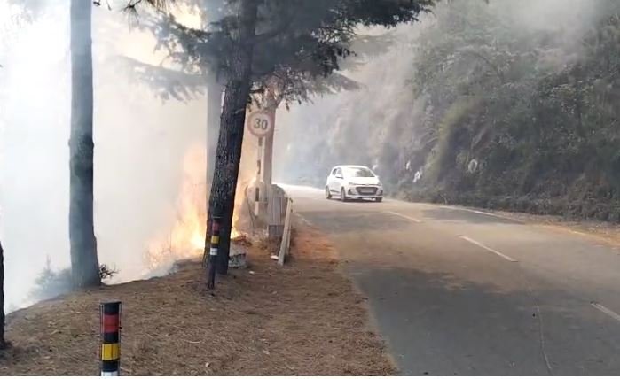 Forest Fire