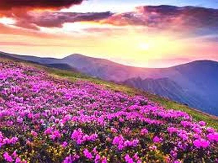 Uttarakhand Flower Valley