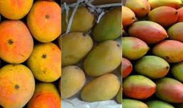 Mango Festival in Raipur