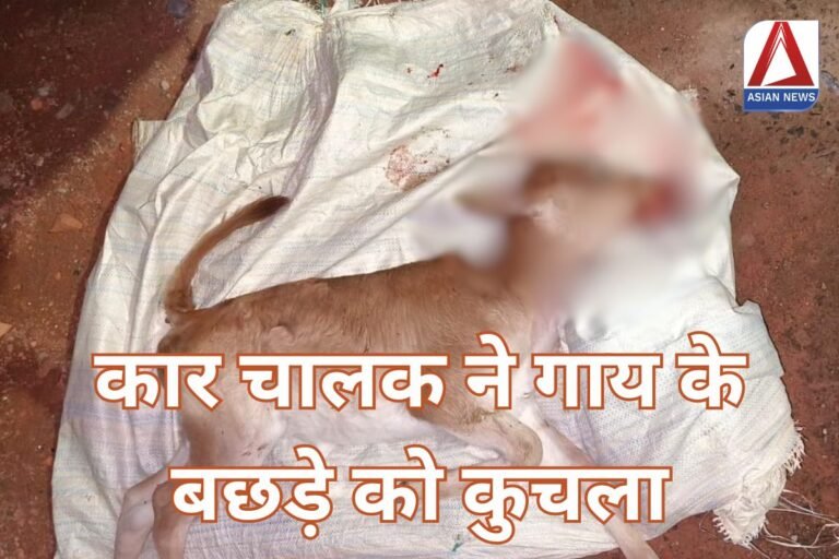 Bilaspur News : कार चालक ने गाय के बछड़े को कुचला....घटना CCTV में कैद