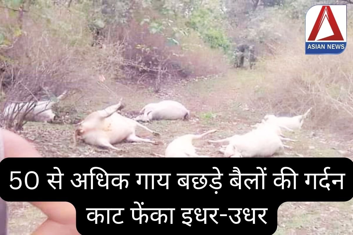 Seoni MP News : 50 से अधिक गाय बछड़े बैलों की गर्दन काट फेंका इधर-उधर....