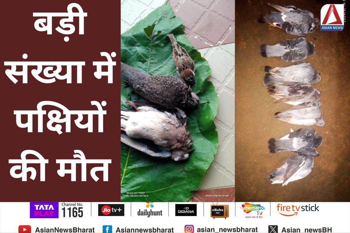बड़ी संख्या में पक्षियों की मौत