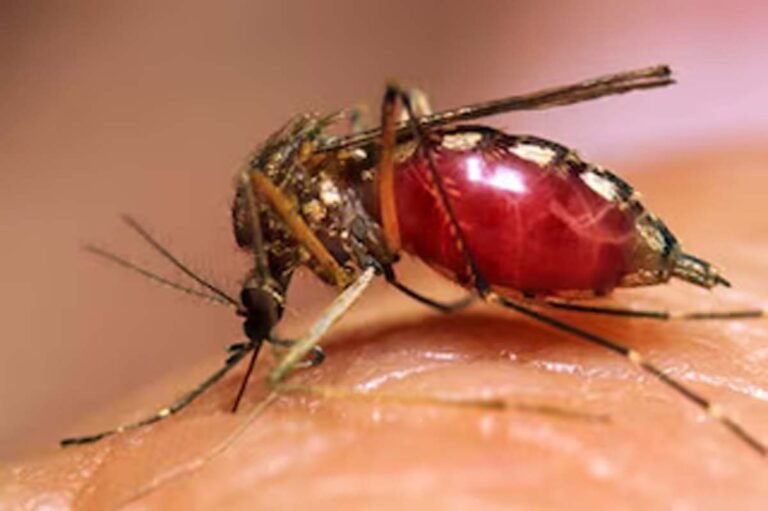 Dengue In Bhopal
