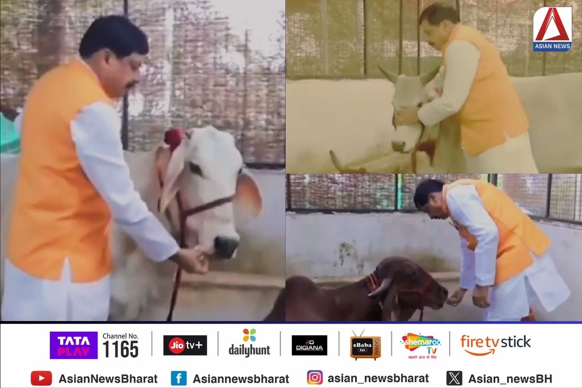 Krishna Janmashtami Special : गौशाला में बंदी गायों को दुलारते हुए मुख्यमंत्री मोहन यादव