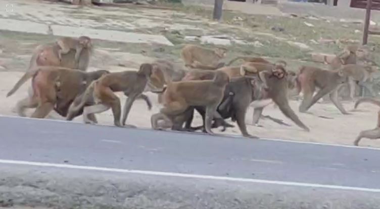 बंदरों