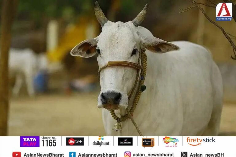 गौ माता पर सियासत आखिर कब तक?.......
