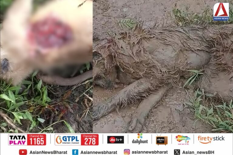 Bemetara News : शिकारी द्वारा बंदरो की गोली मारकर की हत्या