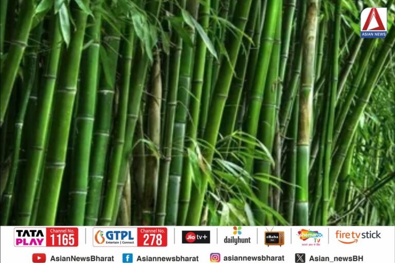 Indian Forest Survey Report