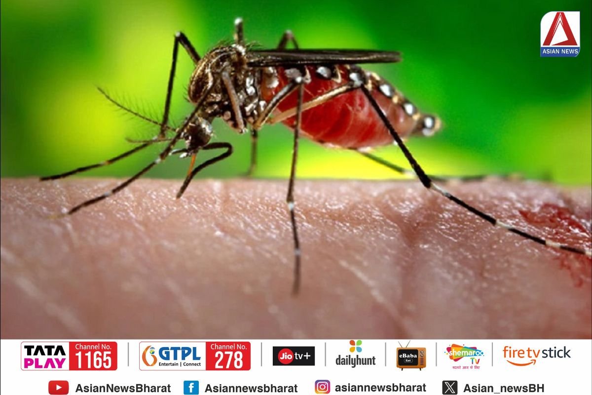 Dengue In Raipur
