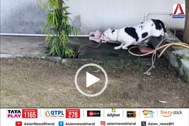 Jhansi Breaking : घर के पालतू कुत्ते ने मालिक की इस तरह बचाई जान...वीडियो वायरल