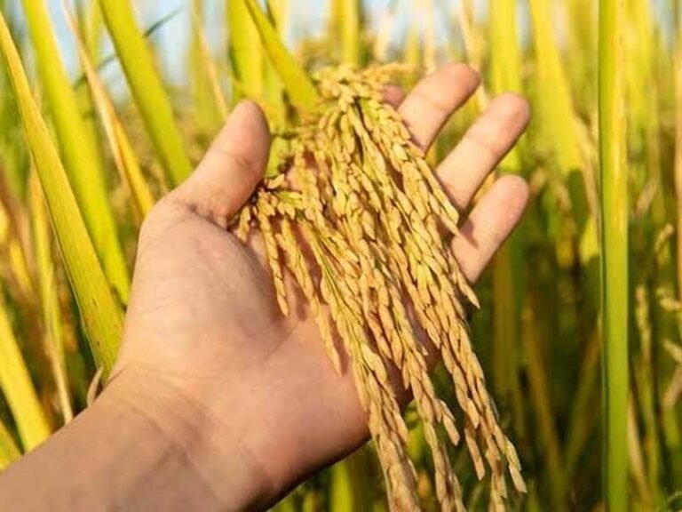 MP News : समर्थन मूल्य पर धान, ज्वार एवं बाजरा खरीदी के लिए अब पंजीयन इतने तारीख तक