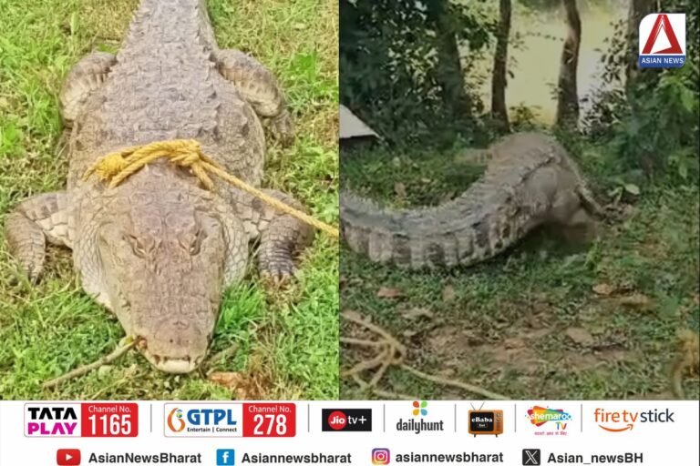 Korba Breaking : गांव से लगे खेत में देखा गया विशालकाय मगरमच्छ मचा हड़कप...देखें वीडियो