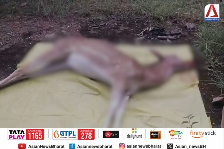 Pakhanjur News : अज्ञात वाहन की चपेट में आने से हिरण की मौत