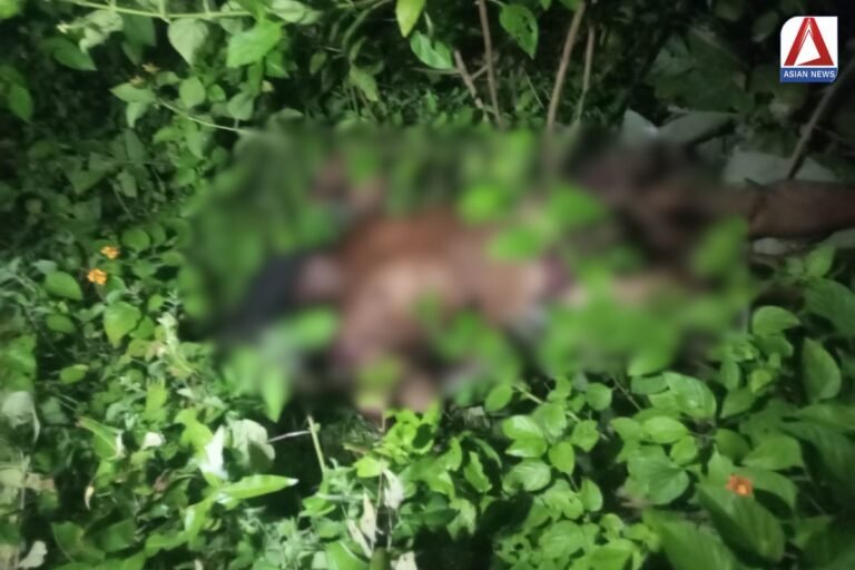 Pendra Breaking : मधुमक्खियों के काटने से बुजुर्ग की दर्दनाक मौत...