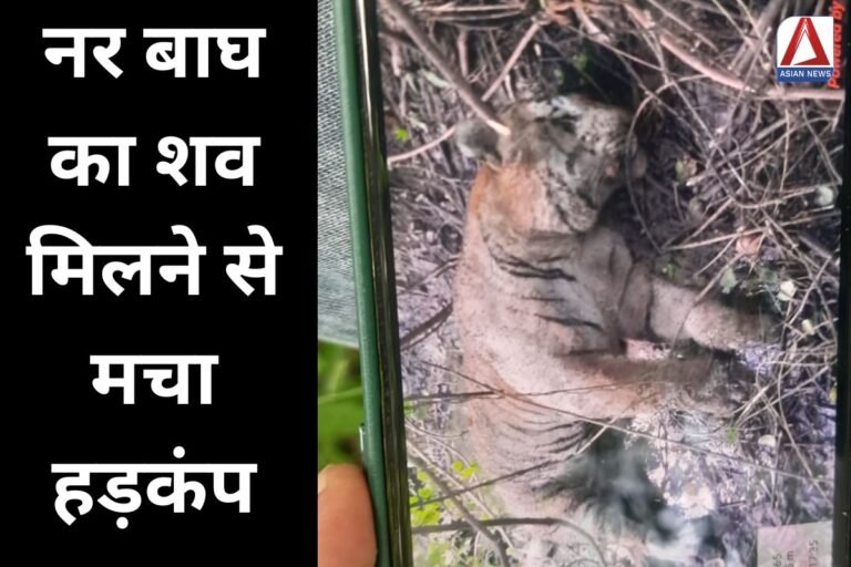 Burhanpur Breaking : नर बाघ का शव मिलने से मचा हड़कंप.....