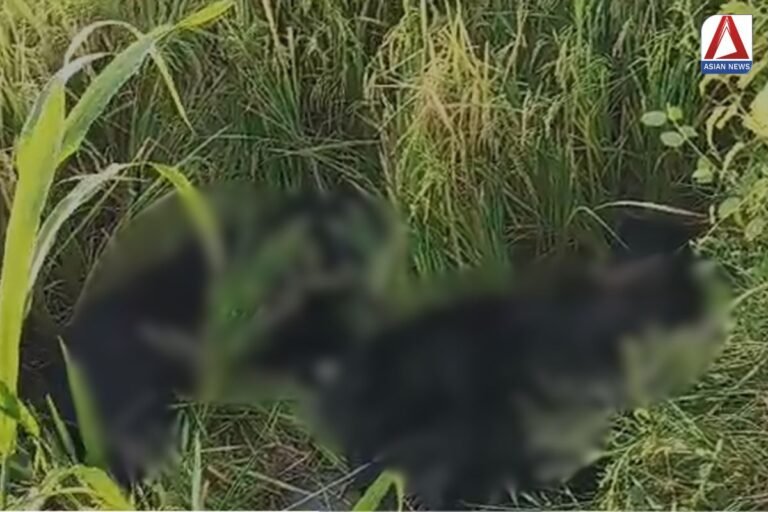 Kanker Breaking : करंट की चपेट में आने से 3 भालूओं की मौत