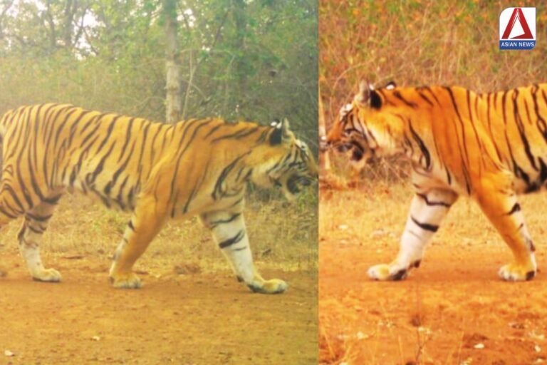 मध्यप्रदेश के पेंच से बिलासपुर पहुंची बाघिन...देखें तस्वीरें