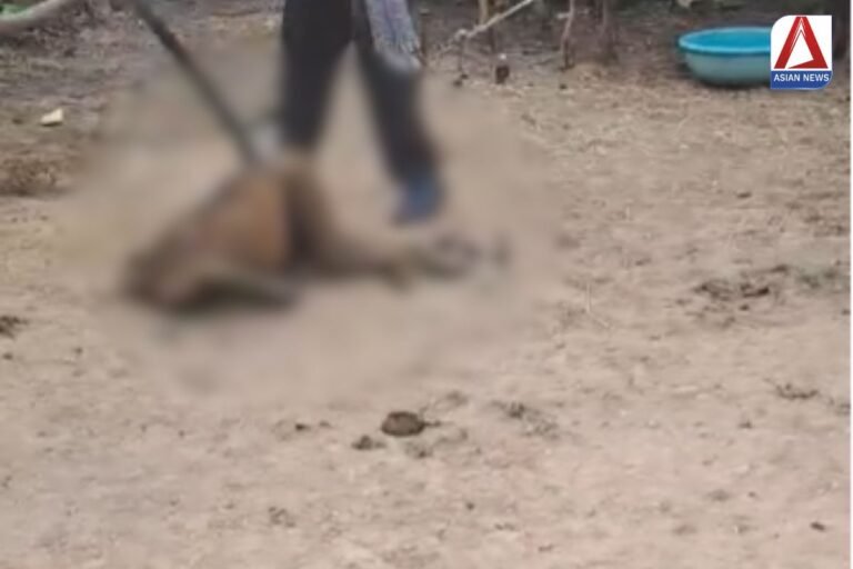 Bilaspur News : नशेड़ी युवक ने बंदर को बेरहमी से पीटा....