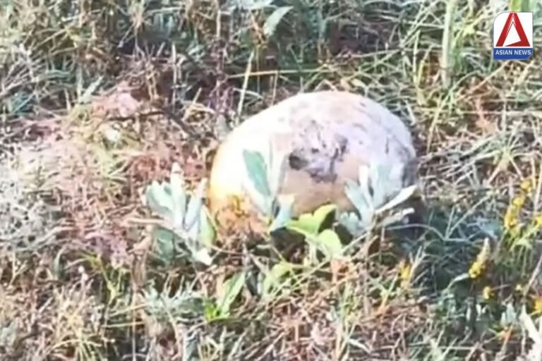 Balrampur News खेत में 3 नरकंकाल मिलने से हड़कंप....