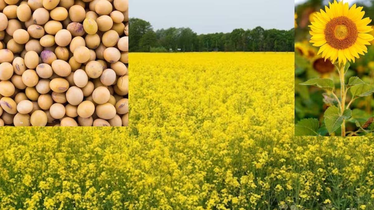 Chhattisgarh News : तिलहन फसलों की बढ़ी अनुदान राशि...