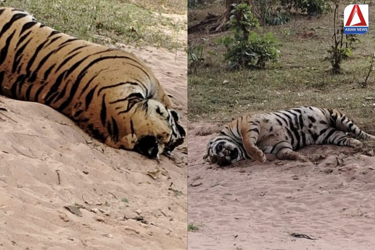 Korea News : नदी किनारे मृत बाघ का शव मिलने से हड़कंप...