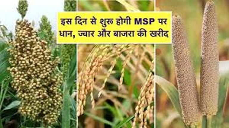 MP Bhopal News : खरीफ विपणन वर्ष 2024-25 के लिए एमएसपी पर धान, ज्वार और बाजरा की उपार्जन नीति घोषित