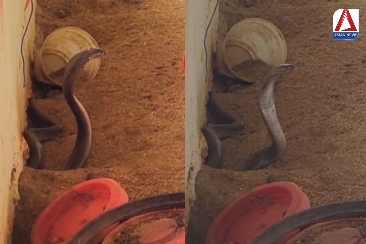 Pendra News वन विभाग शेड में घुसा 4 फिट लंबा कोबरा...वीडियो वायरल