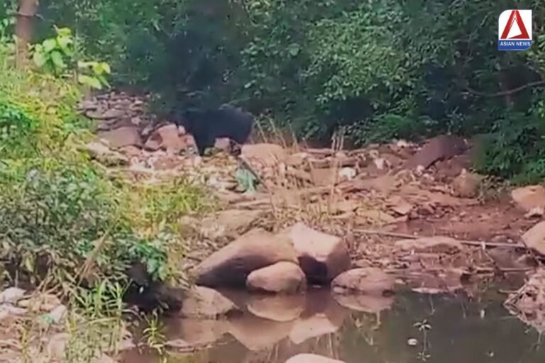 घटारानी मंदिर में पहुंचा जंगली भालू, देखने उमड़ी श्रद्धालुओ की भीड़