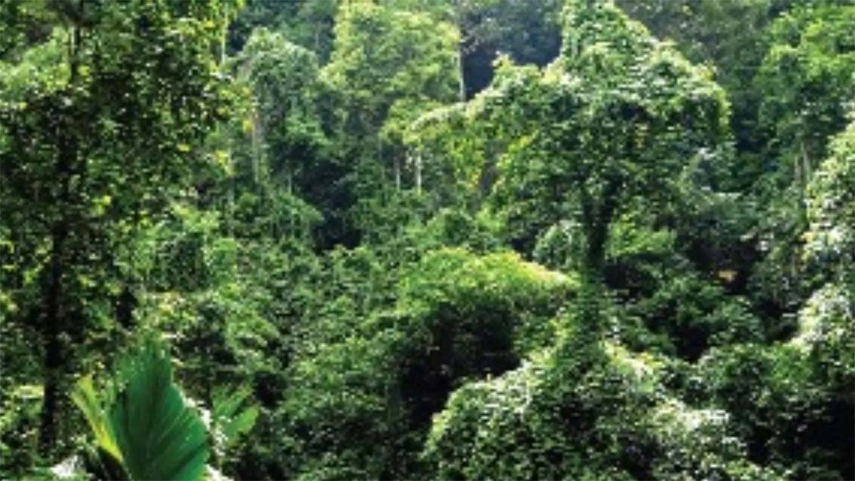 रांची : लिव-इन पार्टनर की हत्या के बाद आरोपी के चौंकाने वाले खुलासे