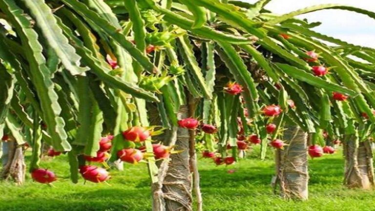 22_08_2022-dragon_fruit_23000853