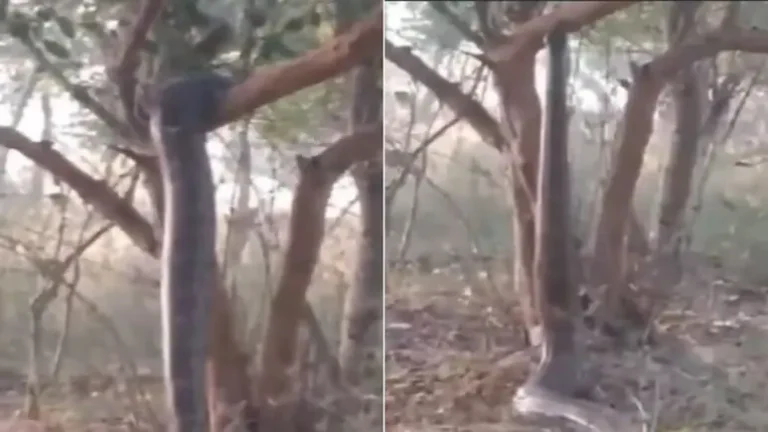 3lp1ljo_massive-snake-stand-straight_625x300_26_December_24