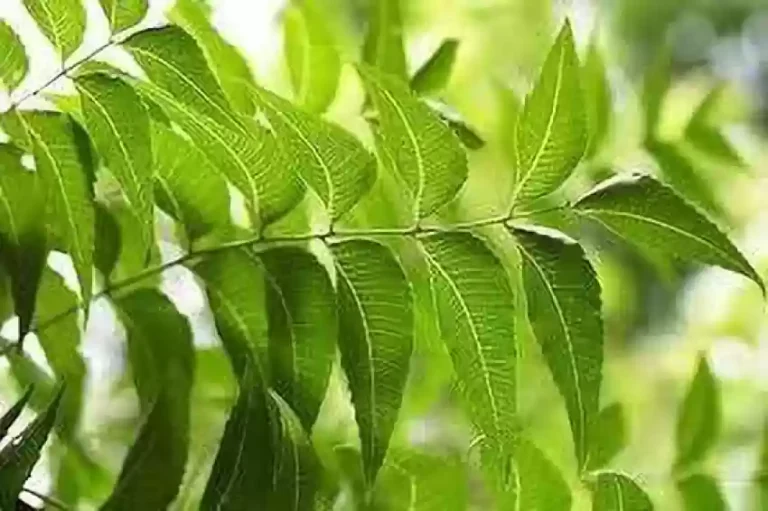 50-neem-leave-shivakari-original-imag55n59kuyy94f