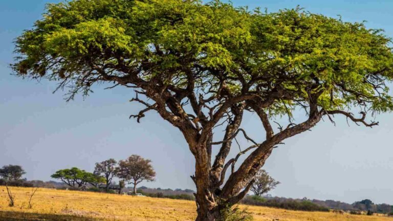 Acacia-Tree