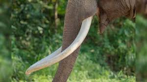 हाथी दांत की तस्करी करने वाले गिरोह का भंडाफोड़, पांच तस्कर गिरफ्तार