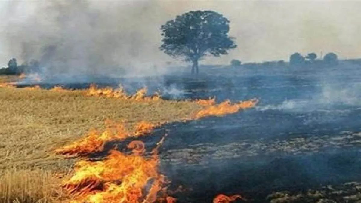 खेतो में अवशेष पर लगाया जा रहा आग , मिट्टी पर्यावरण हो रह खराब....