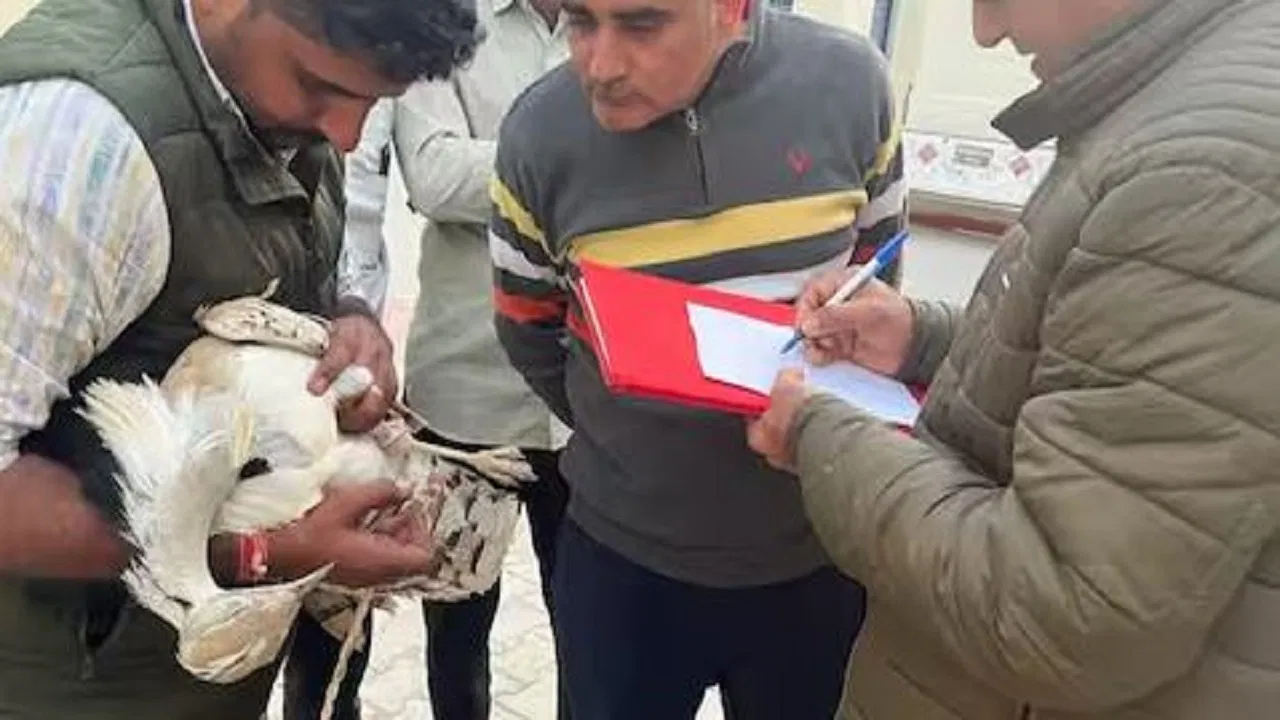 अबू धाबी से उड़कर आई सोन चिड़िया! पैर पर लगा था टैग, मैसेज देख मचा हड़कंप....