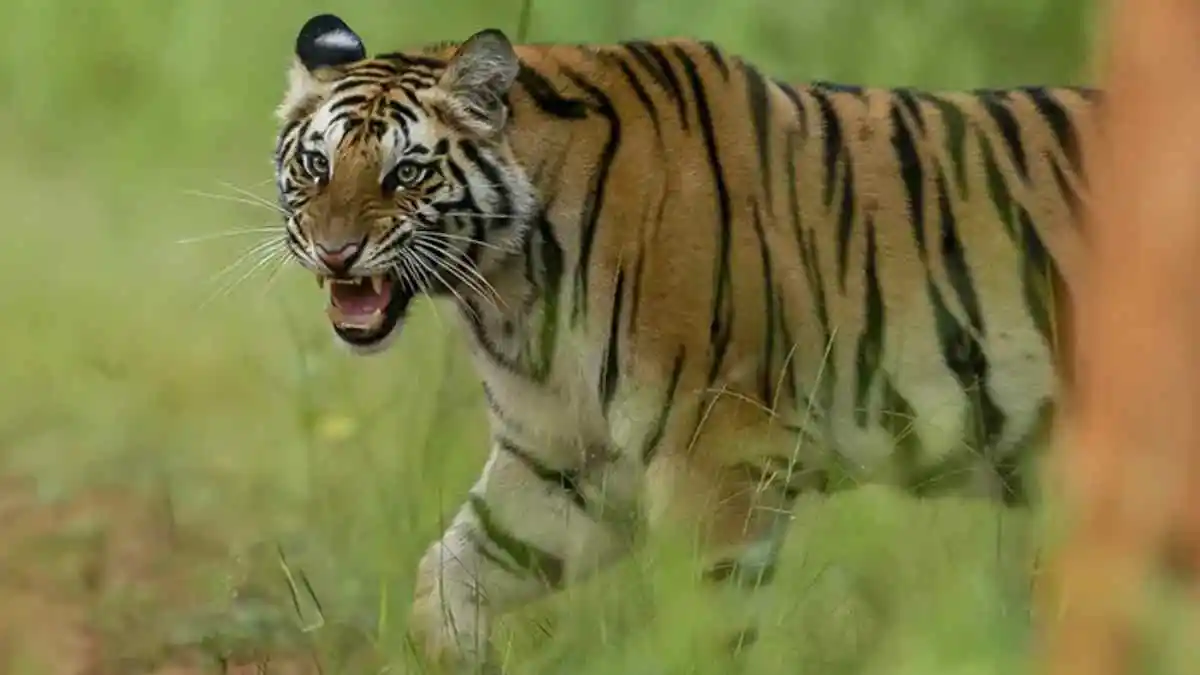 Tiger-4