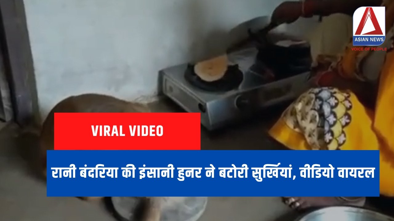 Viral Video : रानी बंदरिया की इंसानी हुनर ने बटोरी सुर्खियां, वीडियो वायरल