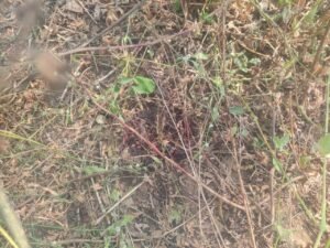 WhatsApp Image 2024 12 05 at 14.17.12