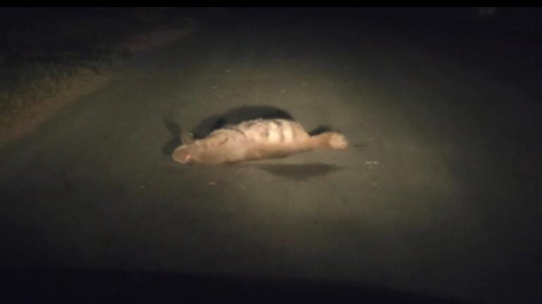 WhatsApp Image 2024-12-17 at 11.23.47 AM