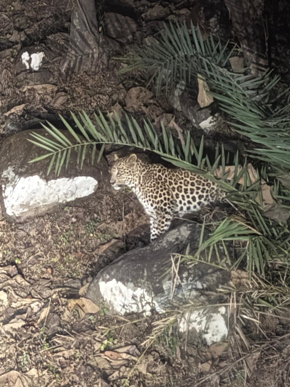 कांकेर : गढ़बांसला में तेंदुए की मौजूदगी, जान जोखिम में डाल जंगल पहुंच रहे लोग....