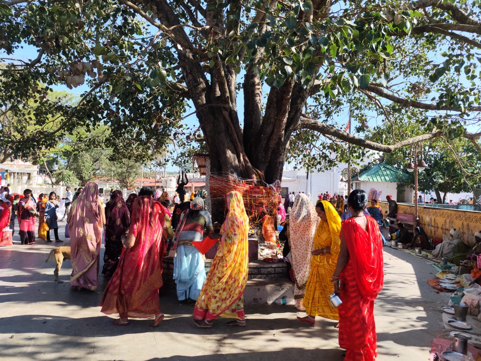 सोमवती अमावस्या पर सौभाग्यवती महिलाओं ने पीपल वृक्ष की प्रदक्षिणा से मांगी परिवार की सुख-समृद्धि....