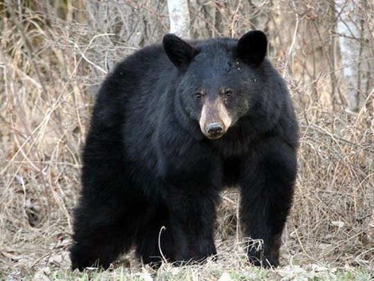 कांकेर में भालुओं का आतंक: भाजपा नेता के घर में घुसा भालू, वीडियो वायरल.......